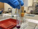 Dłoń w niebieskiej rękawiczce trzymająca filkę z czerwoną substancją. W tle labolatorium chemiczne.